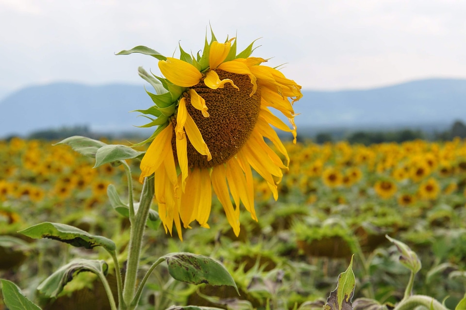 Agriculture beautiful beautiful flowers