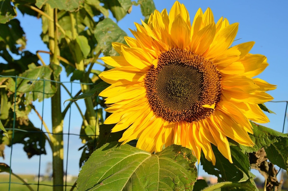 Agriculture beautiful beautiful flowers