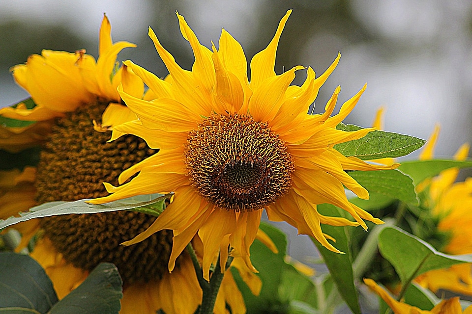 Agriculture beautiful beautiful flowers