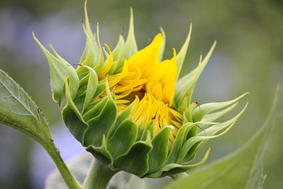Beautiful beautiful flowers biology