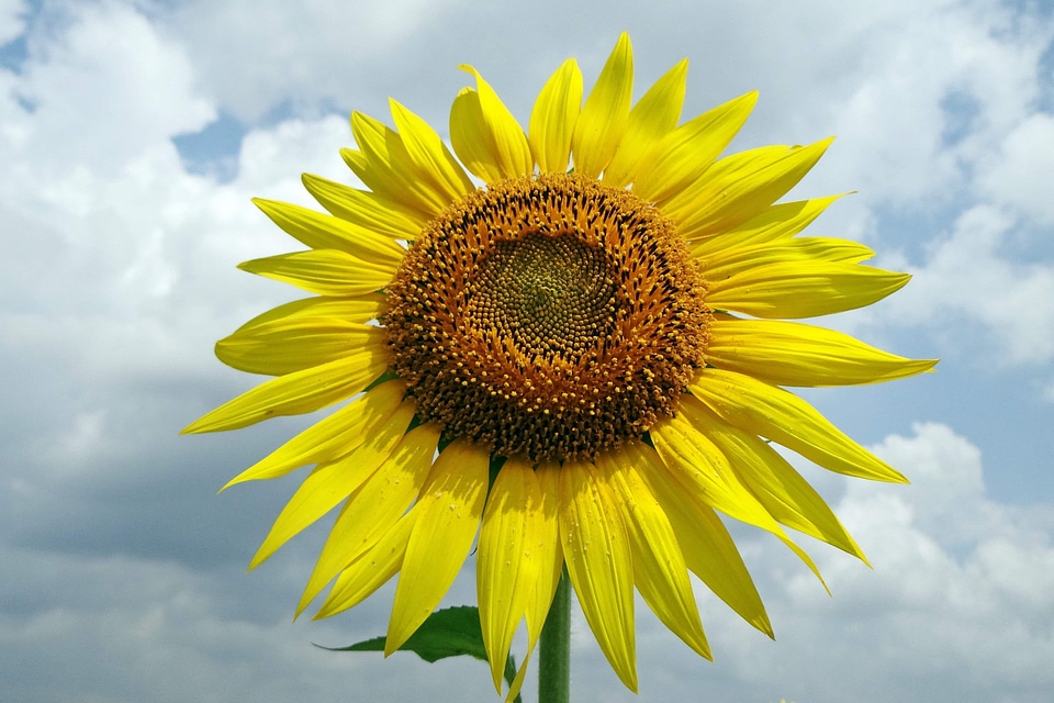 Agriculture beautiful flowers beautiful photo