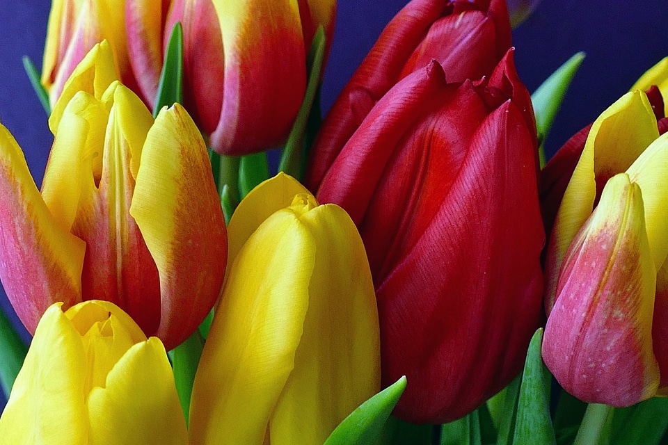 Beautiful Flowers beautiful photo biology