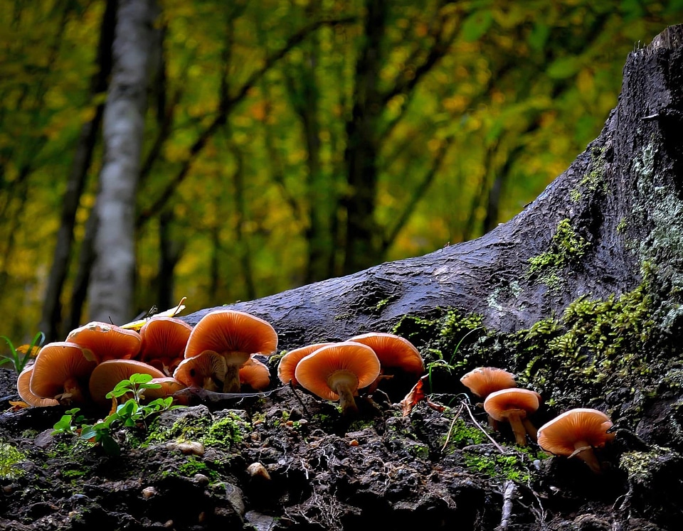 Autumn daylight ecology