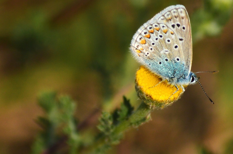 Animal arthropod beautiful flowers