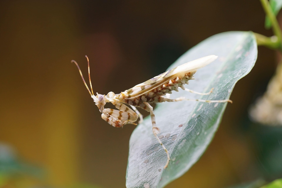 Animal arthropod biology