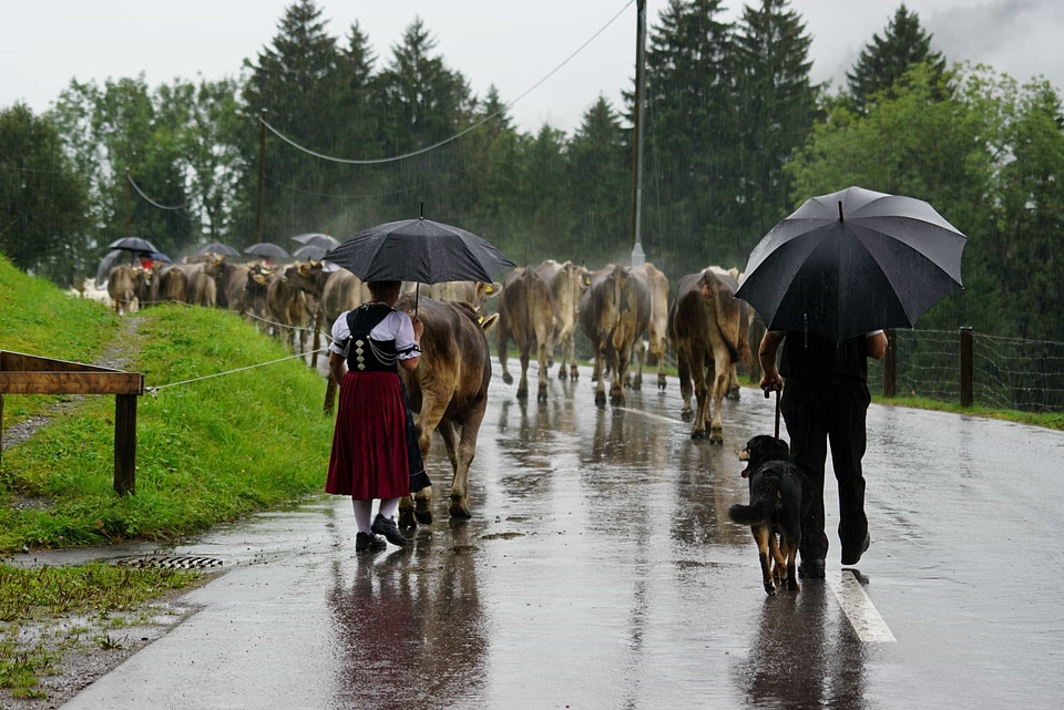 Cattle cloud daylight