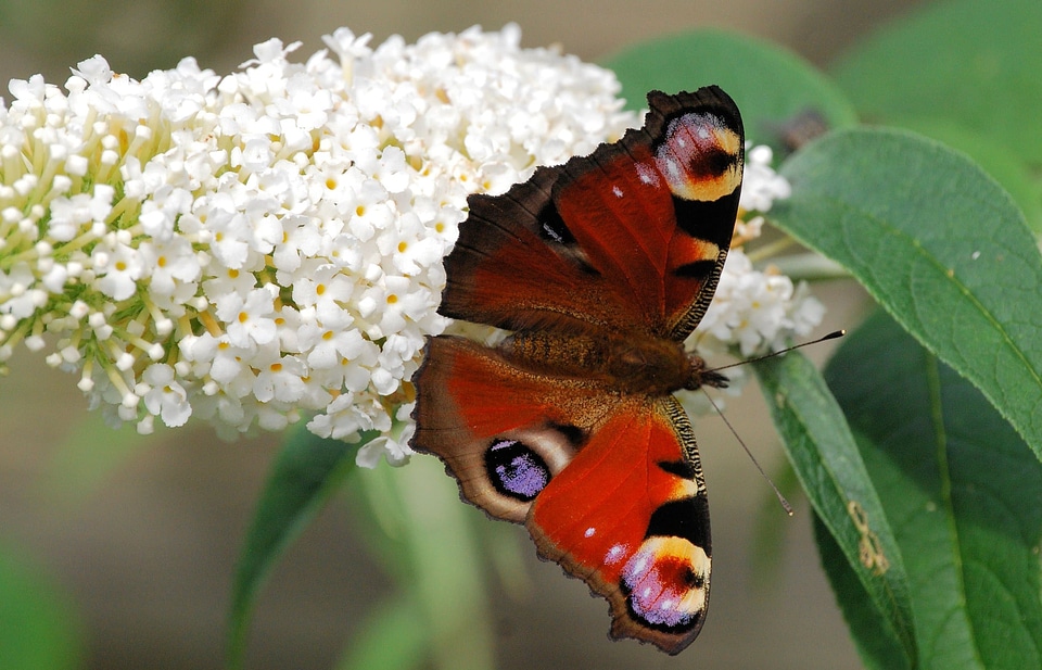 Animal arthropod beautiful