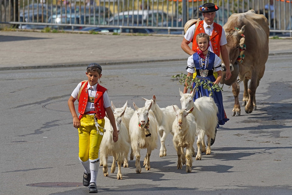 Beautiful cattle celebration
