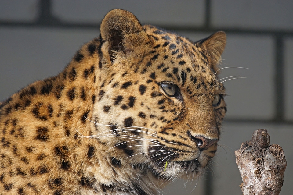 Animal beautiful image beautiful photo