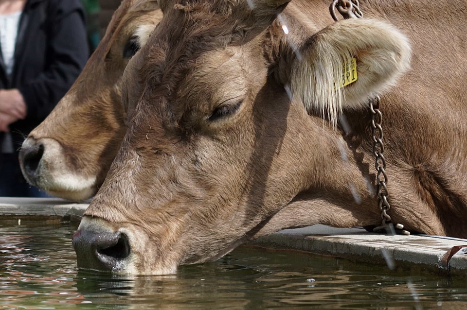 Agriculture animal bovine