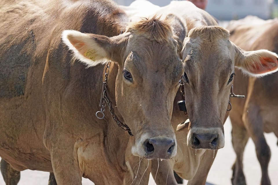 Agriculture animal bovine