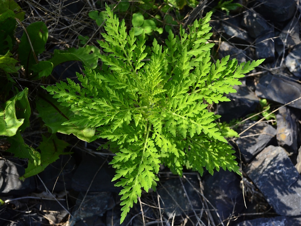 Floral plant natural