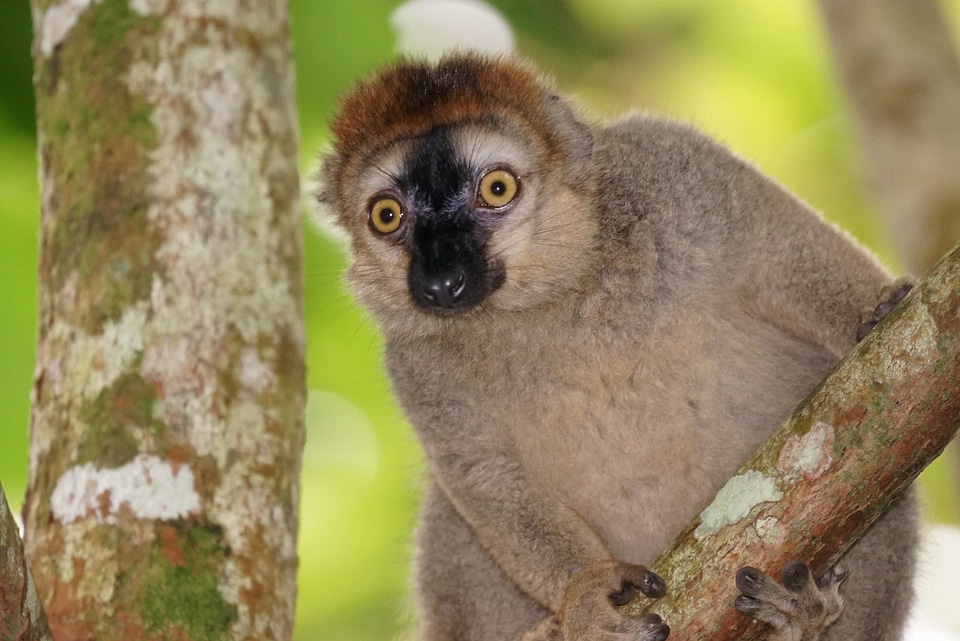 Animal daylight eyes