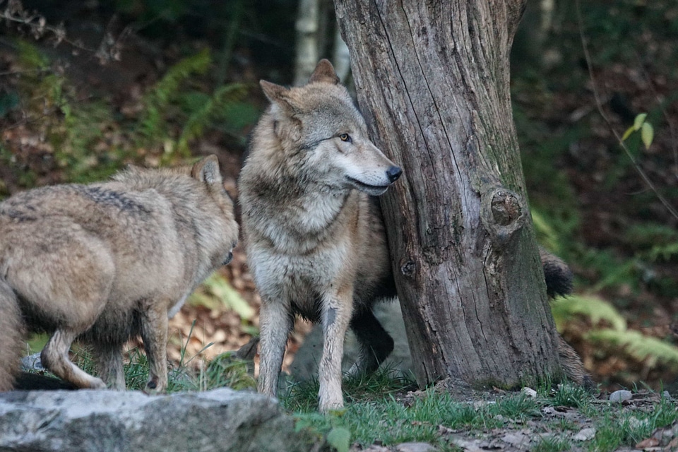 Animal canine carnivore