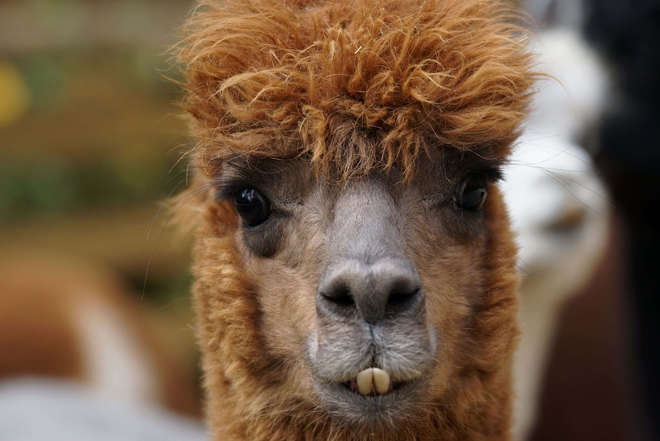 Alpaca animal beautiful photo