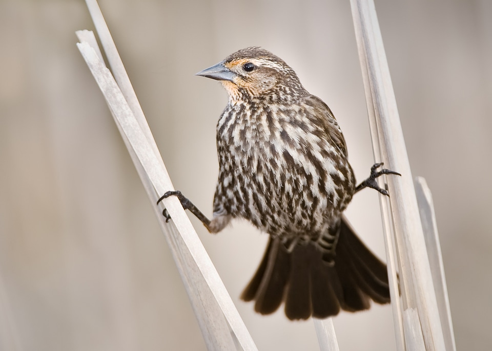 Wing perched wildlife