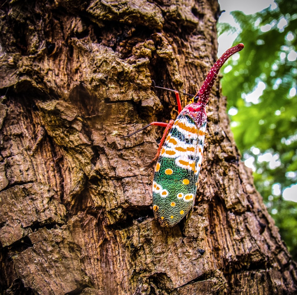 Canthigaster cicada fulgoromorpha proboscis