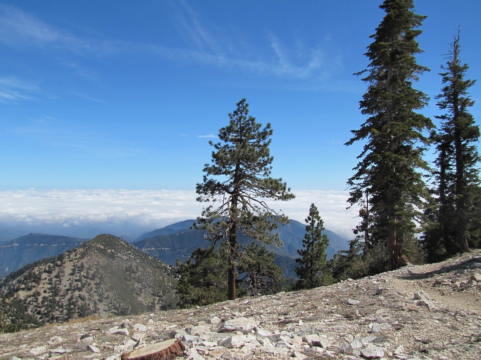 Adventure cloud conifer photo