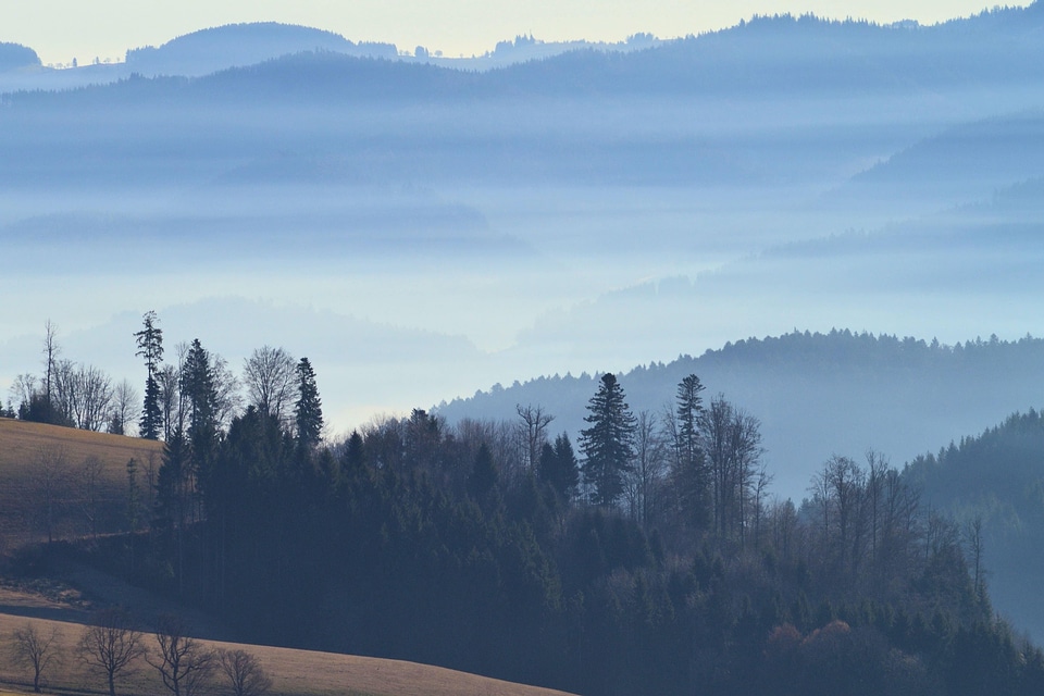 Cloud cold conifer