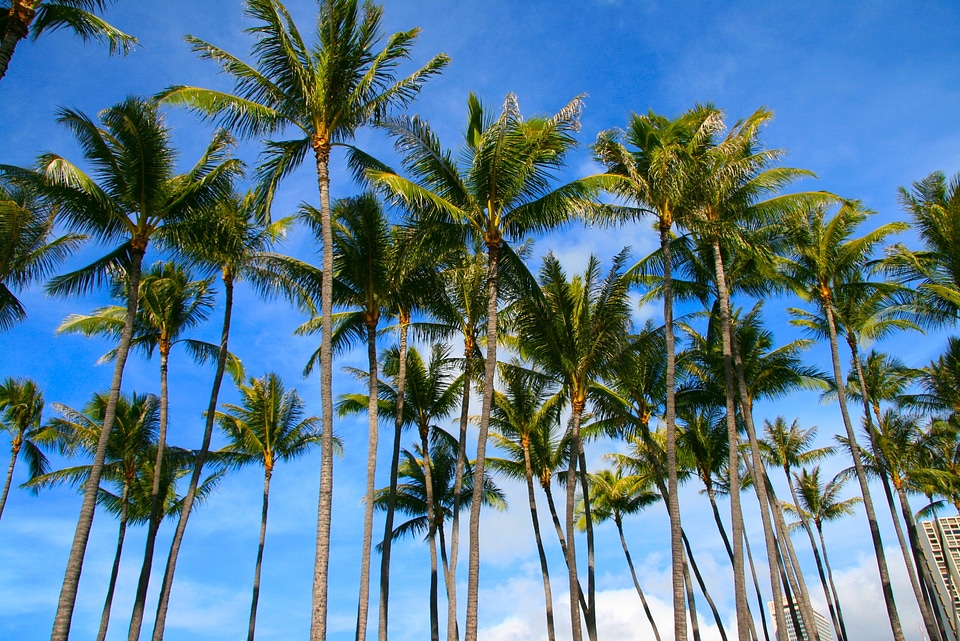 Tropical island travel