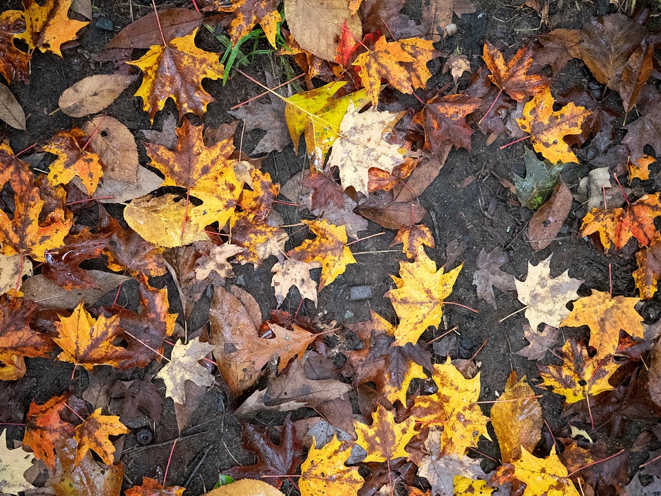 Autumn autumn season branch
