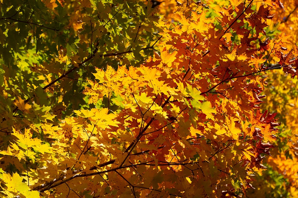 Autumn autumn season branch