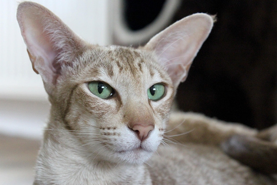 Adorable animal cat