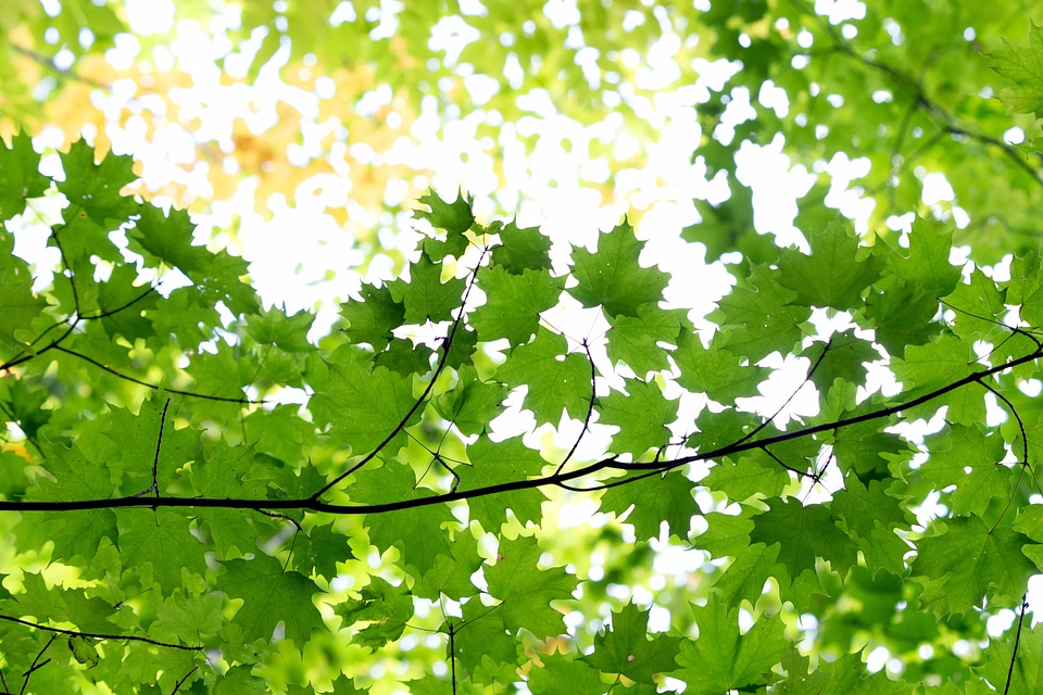 Branch daylight ecology
