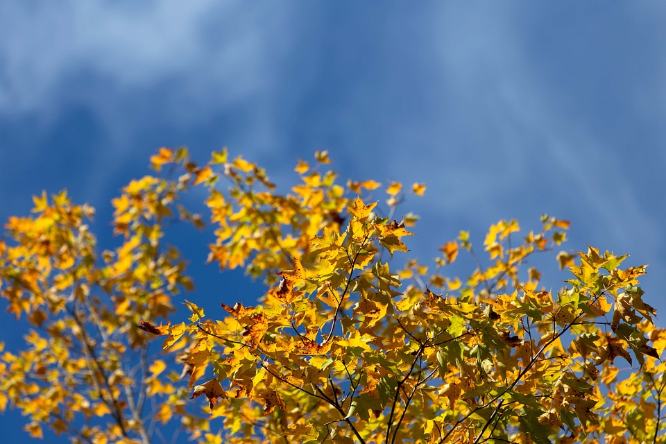 Autumn autumn season branch