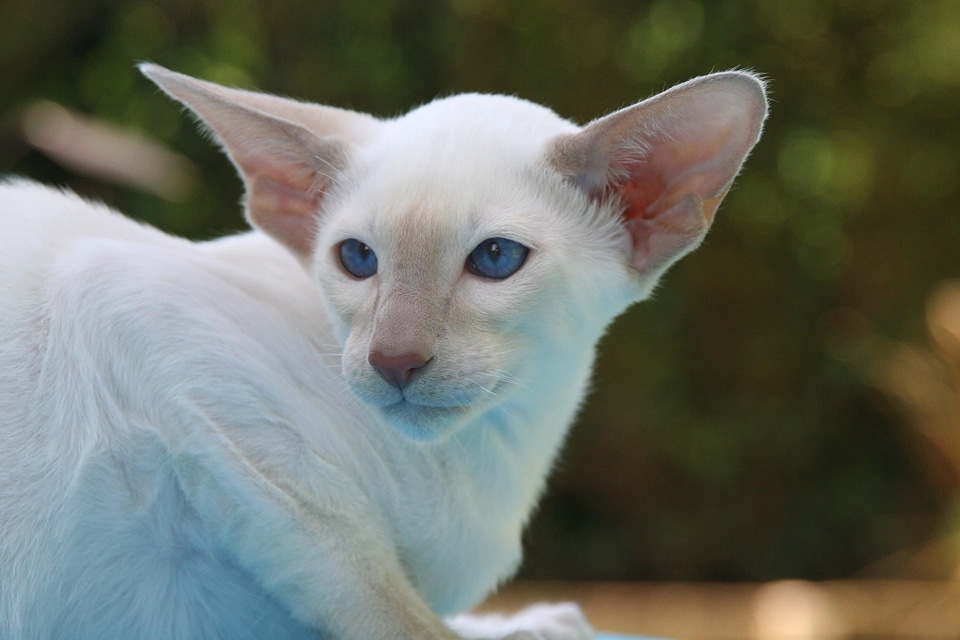 Animal baby cat