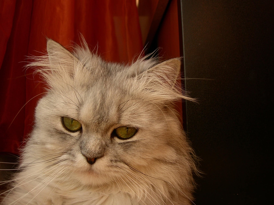 Animal beautiful cat