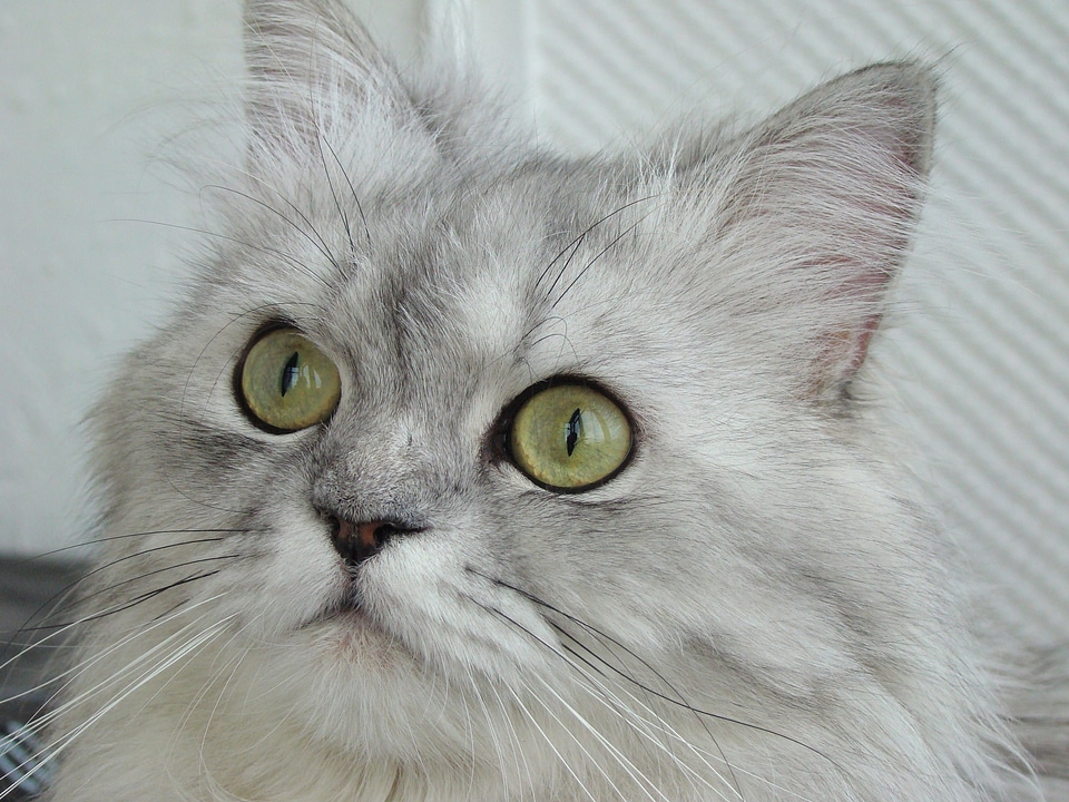 Adorable animal beautiful