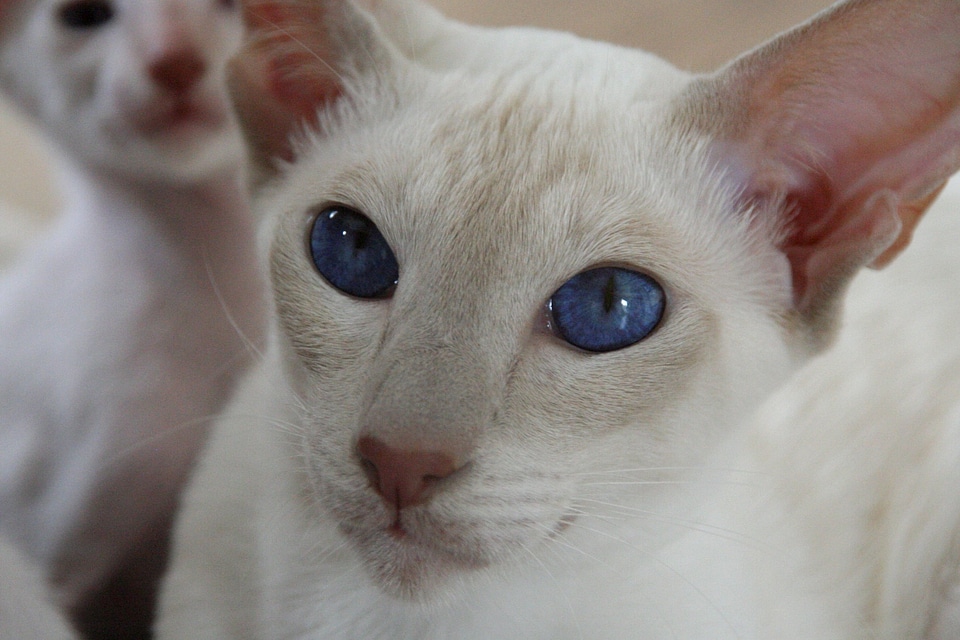 Adorable animal beautiful photo