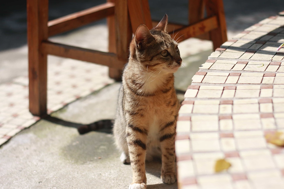 Animal cat curious