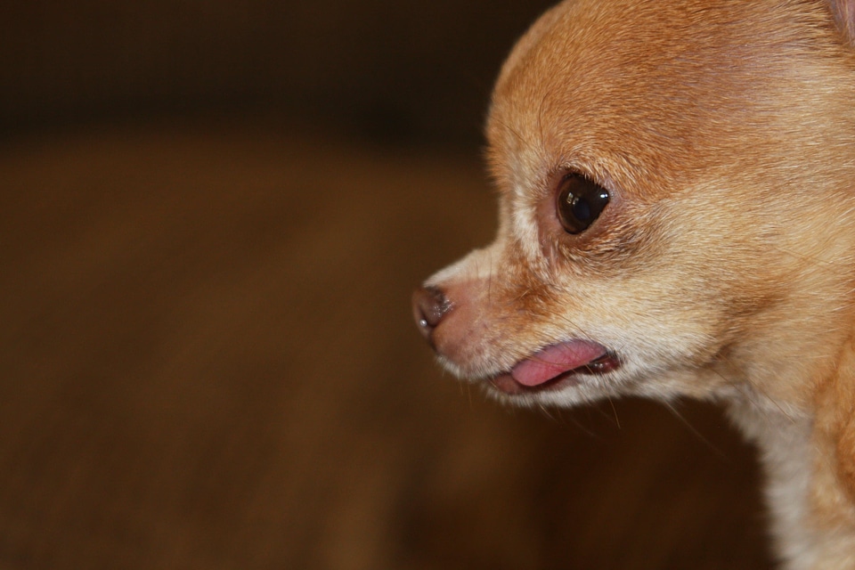 Adorable animal baby