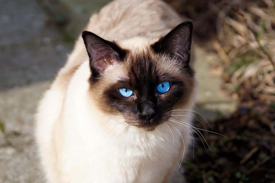 Adorable animal beautiful