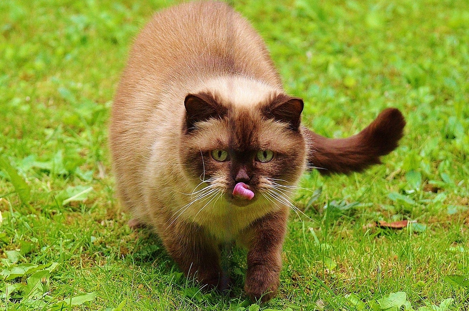 Adorable animal baby