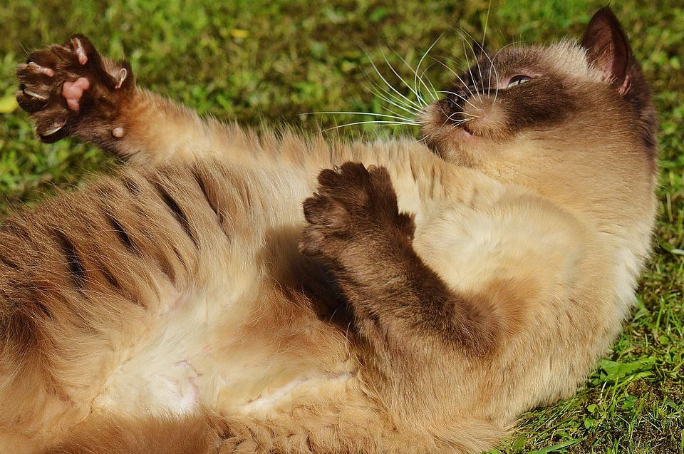 Animal brown cat