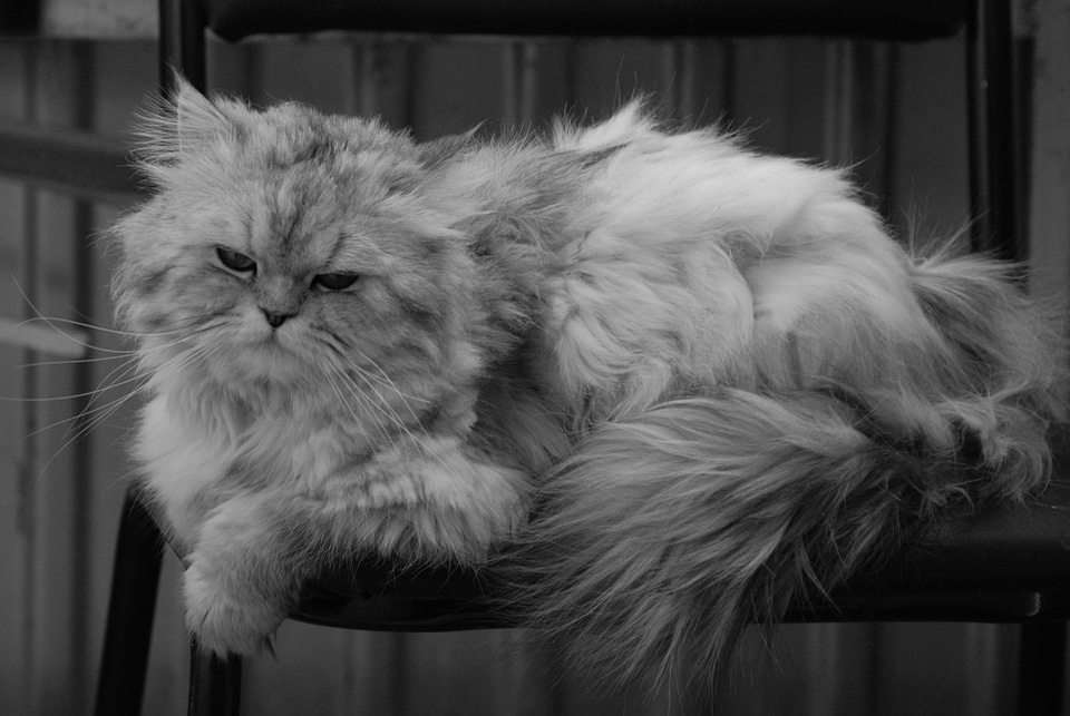 Adorable animal animals