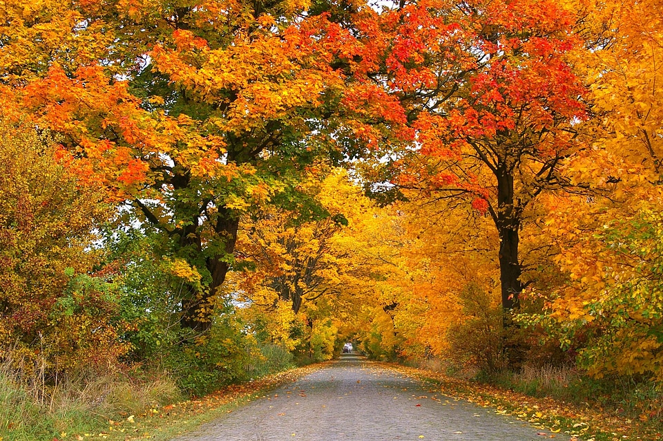 Autumn autumn season branch