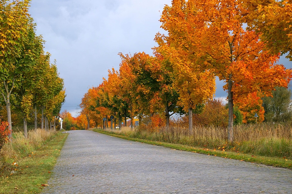 Autumn autumn season branch