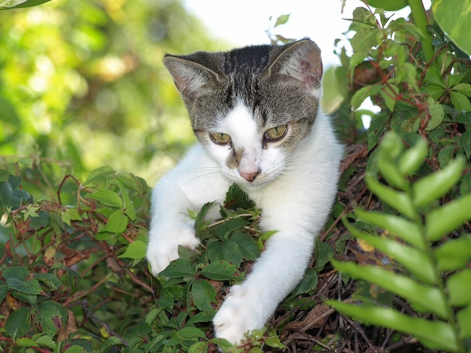 Adorable animal animals