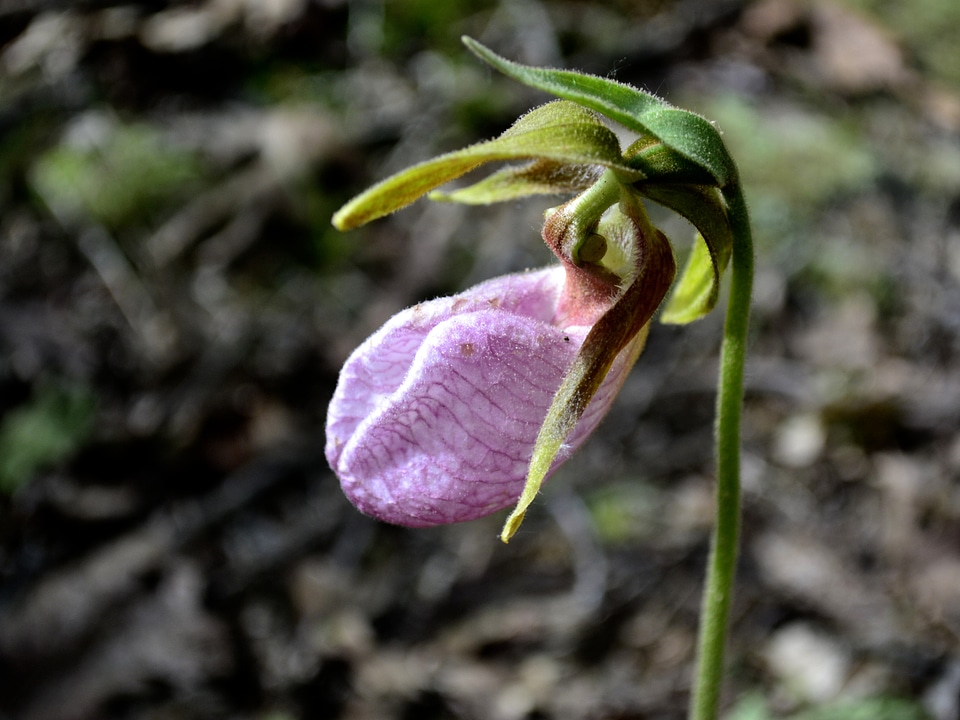 Flower nature plant