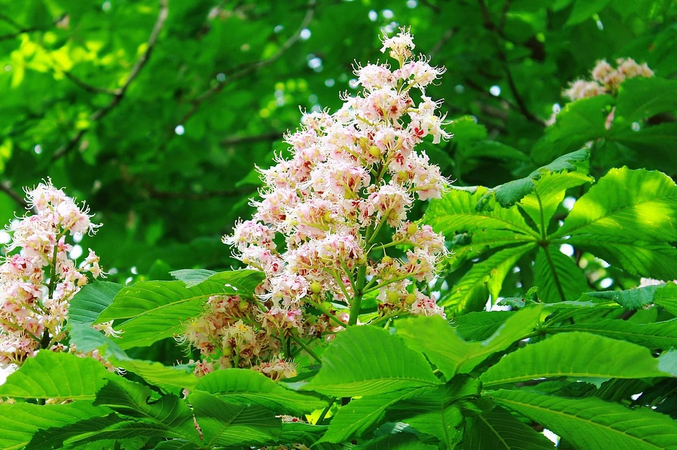 Beautiful Flowers blooming blossom