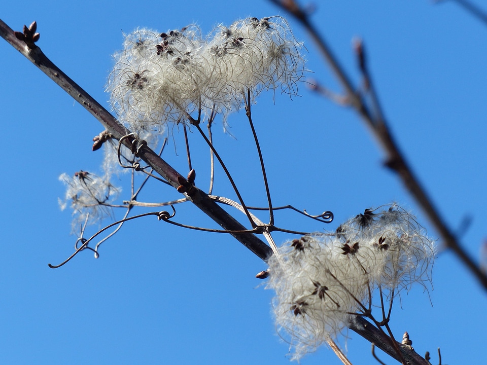 Blue Sky branch branches