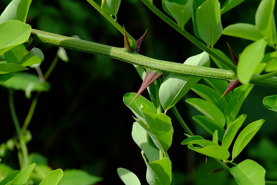 Biology branch dark green