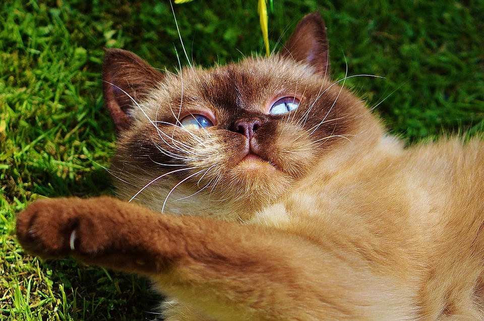 Adorable animal animals