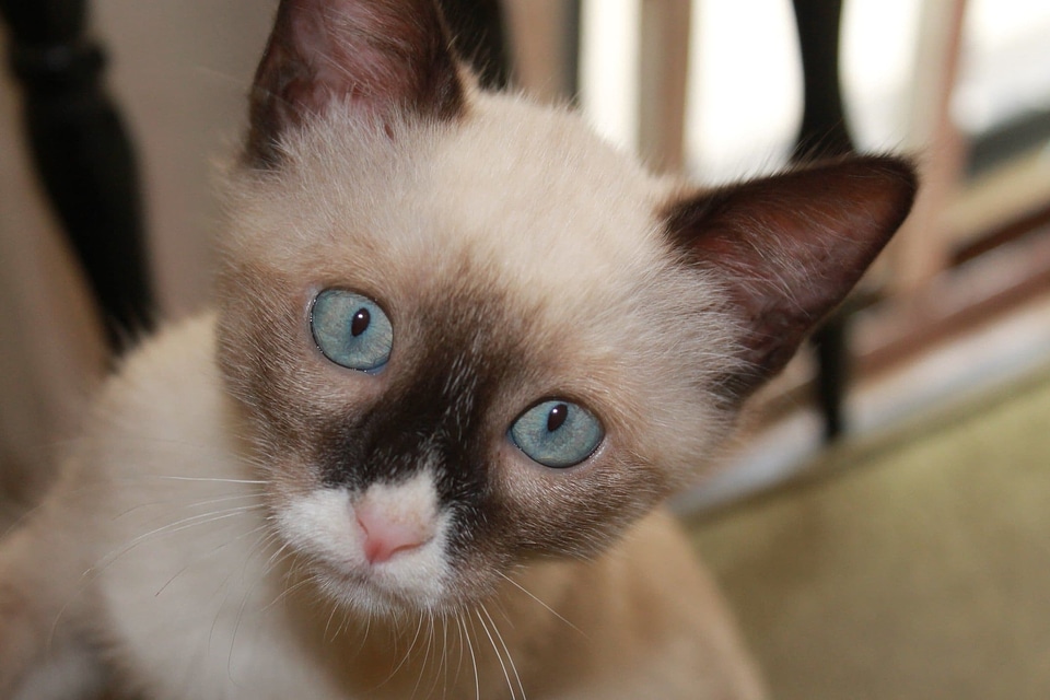 Adorable animal baby