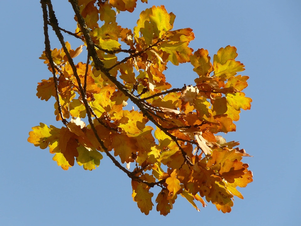 Autumn autumn season blue sky