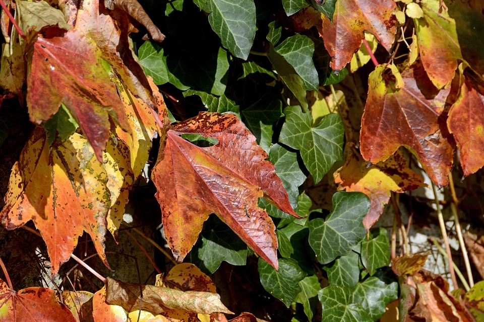 Autumn autumn season branch